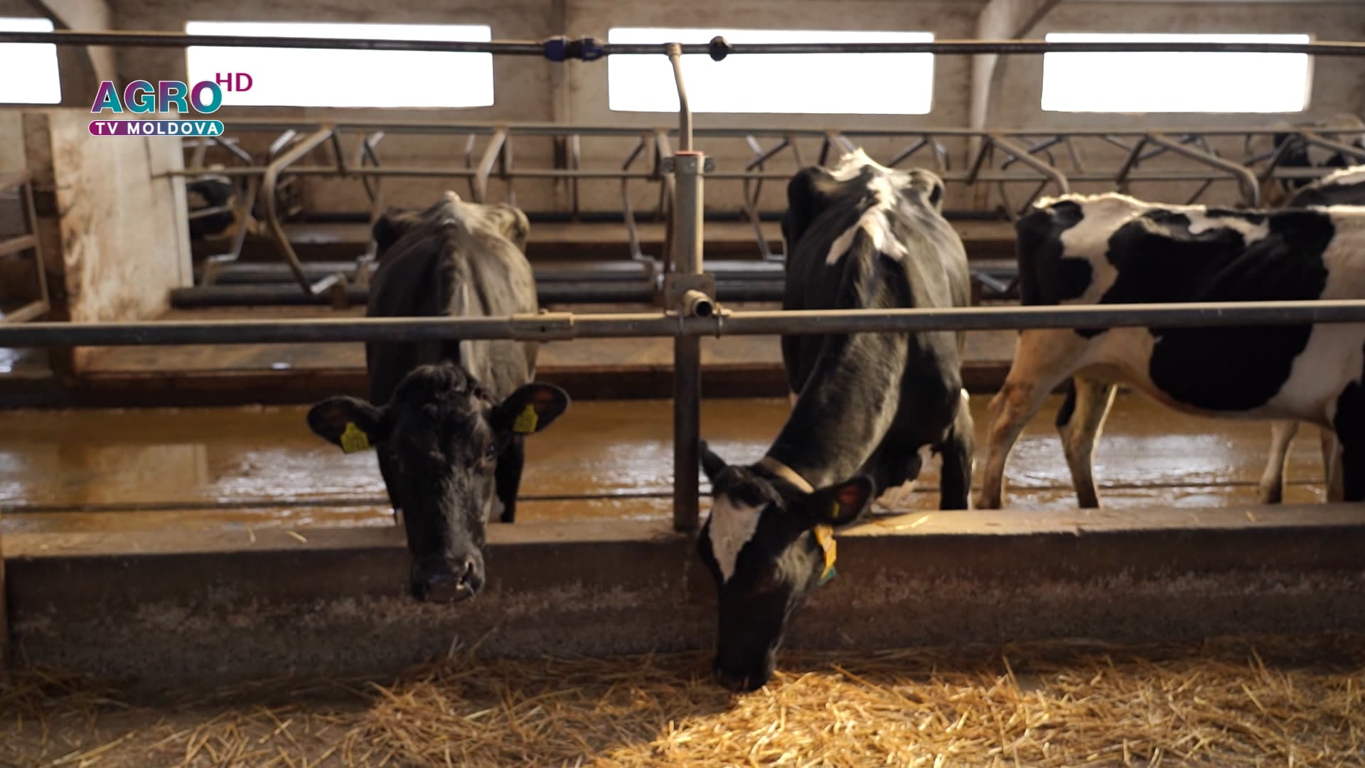 AGRI SMART – Creșterea vacilor mulgătoare monitorizate cu ajutorul unei aplicații