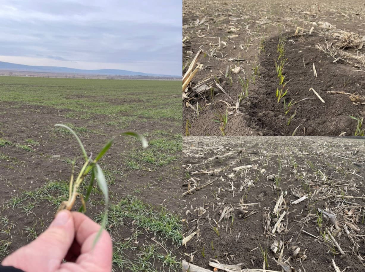 Agricultor: „În prezent, situația la cereale în Moldova este critică”