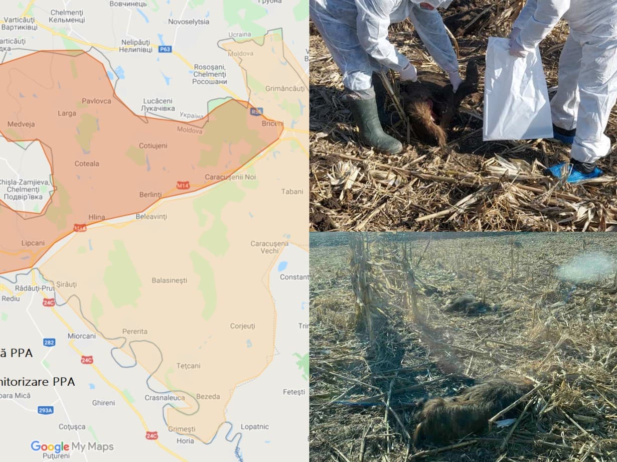 A fost depistat un caz de pestă porcină africană la mistreţi