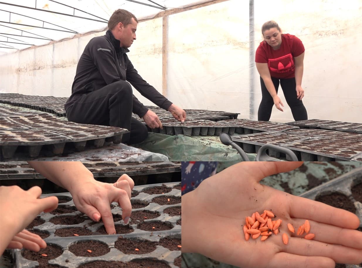 A început semănarea semințelor de legume în sere