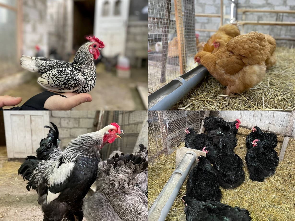 Un tânăr din Nisporeni crește păsări exotice