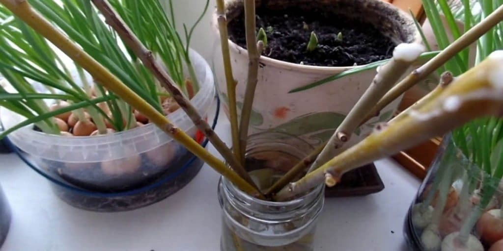 Stimulatori naturali de formare a rădăcinilor
