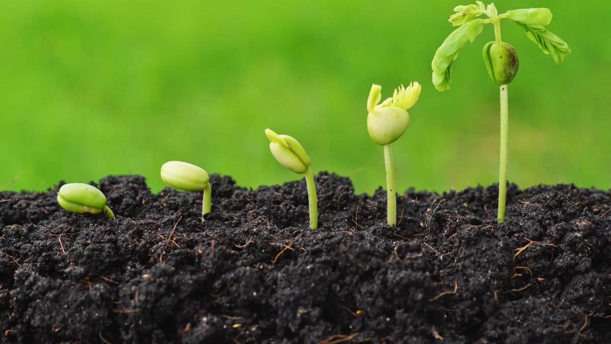 Ce se va schimba în agricultură în următorii cinci ani