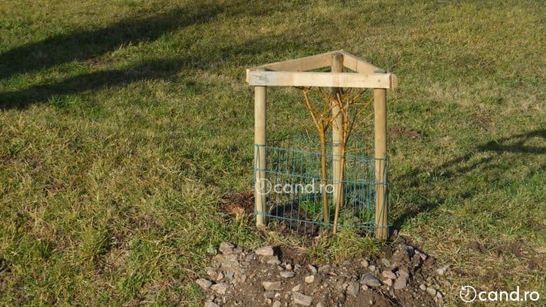 Când se plantează salcia? Sfaturi utile pentru începători