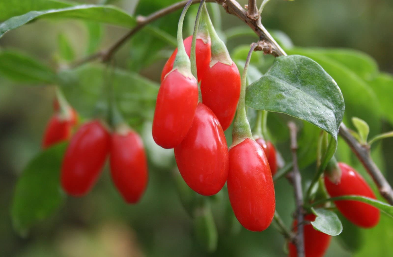 Cultura de goji poate deveni o afacere profitabilă