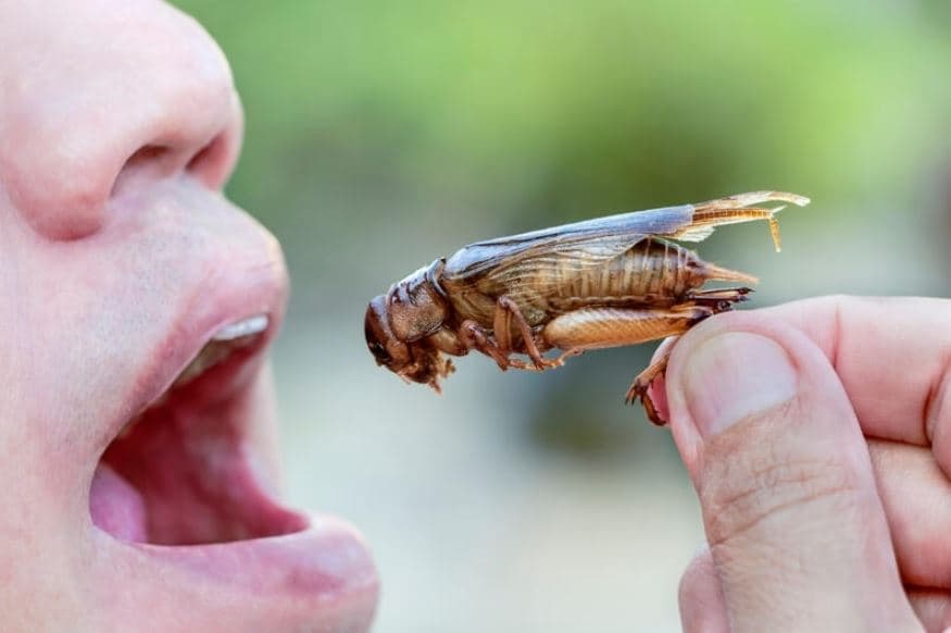 Va trebui ca în curând lumea să mănânce insecte?