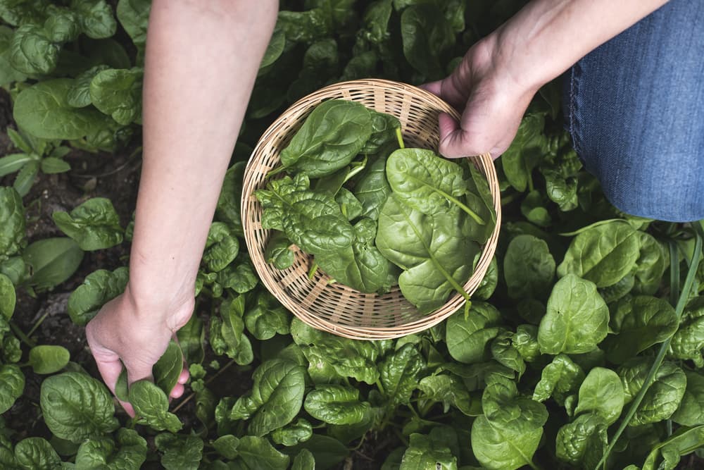 Totul despre cultivarea spanacului. Plantare, îngrijire, recoltare