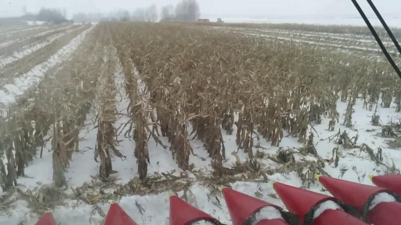 Expert: eficiența recoltării porumbului iarna este un mit