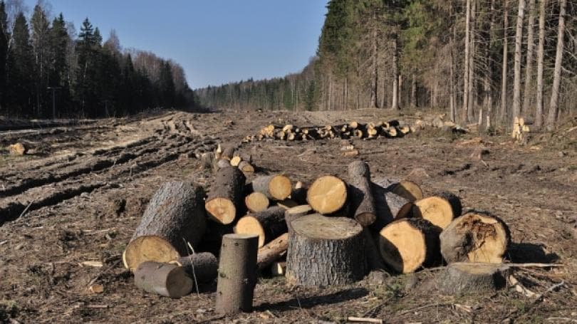 Persoane neidentificate au tăiat ilicit arbori în valoare de 5 400 lei