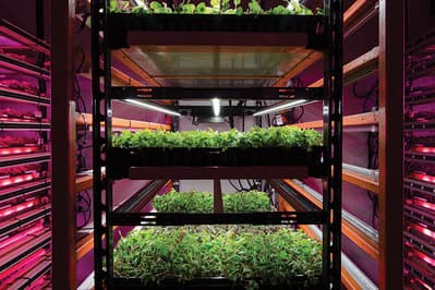 Fermele verticale pot fi viitorul agriculturii?