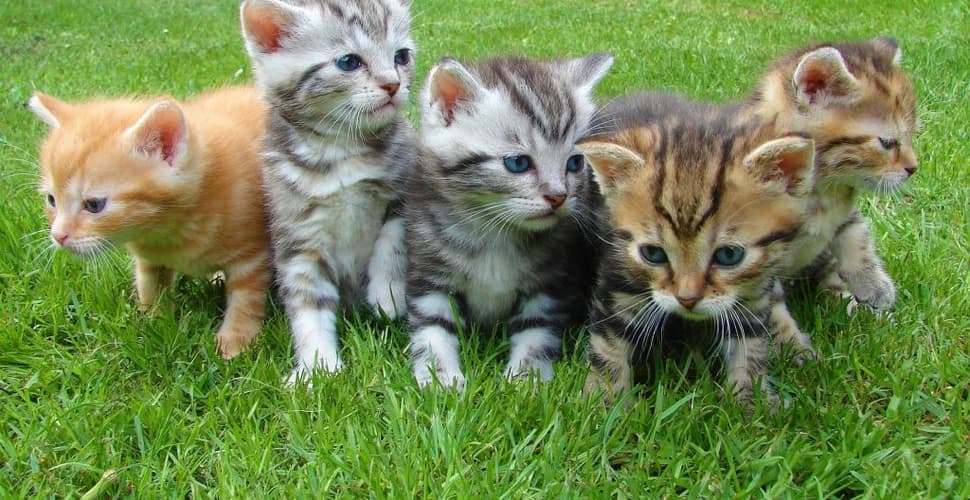 Republica Moldova introduce Registrul Animalelor de Companie: Măsuri stricte pentru protecția și bunăstarea animalelor