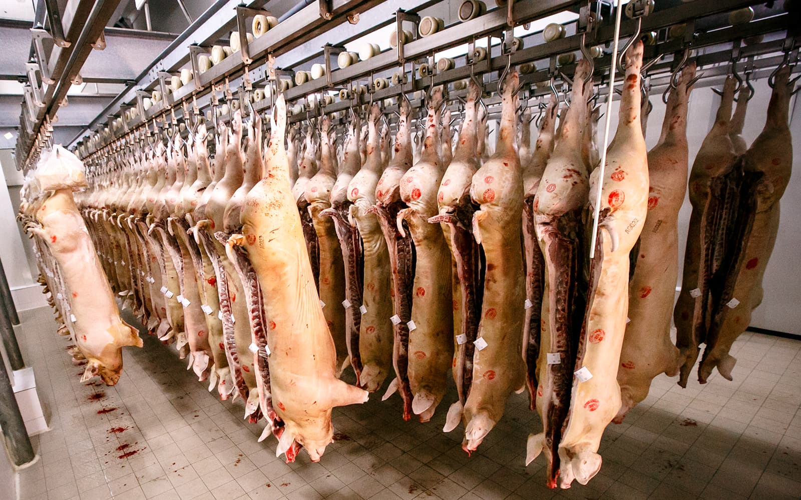 Surplus de carne de porc în Europa, după ce China a oprit importurile