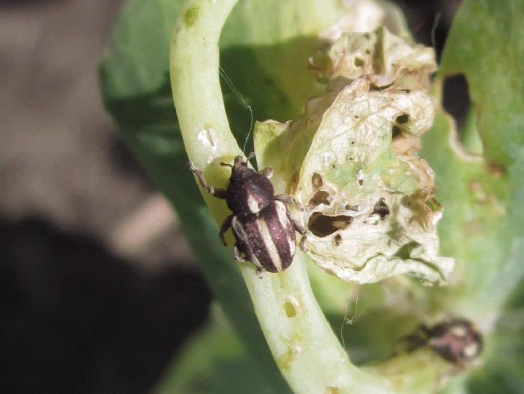 Cum putem combate gărgărița frunzelor de mazăre (Sitona lineatus)