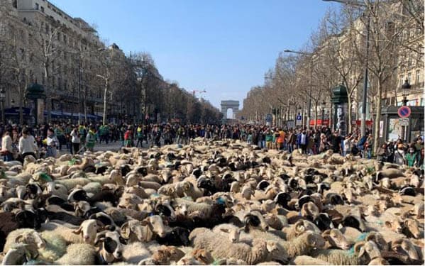 Oile au invadat Parisul! Transhumanță pe Champs-Élysées
