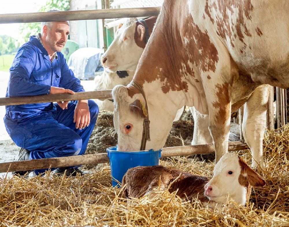 Informații utile despre nutriția vacii proaspăt fătate