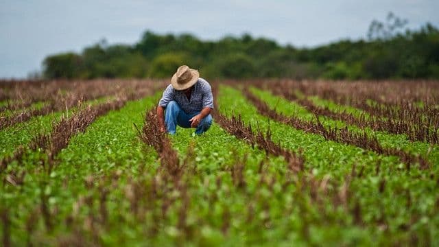 Situaţia din agricultură analizată de Consiliul Suprem de Securitate
