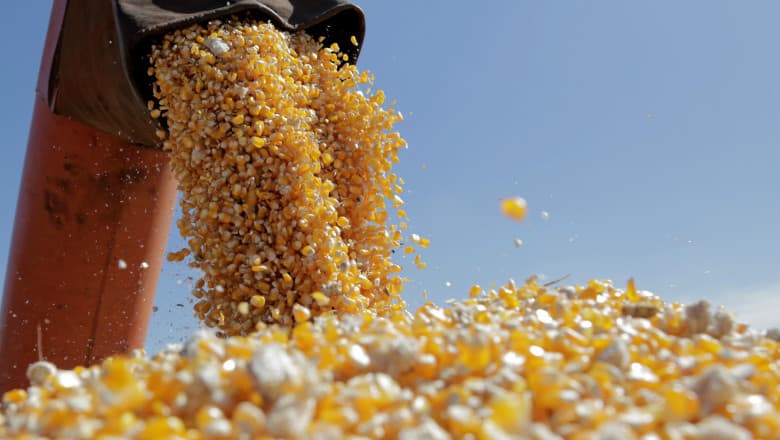 Agricultorii cer deblocarea urgentă a exportului de porumb