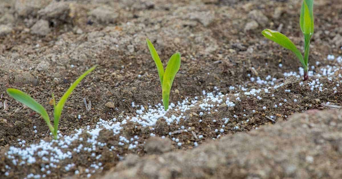 Catalogul soiurilor de plante 2026, publicat