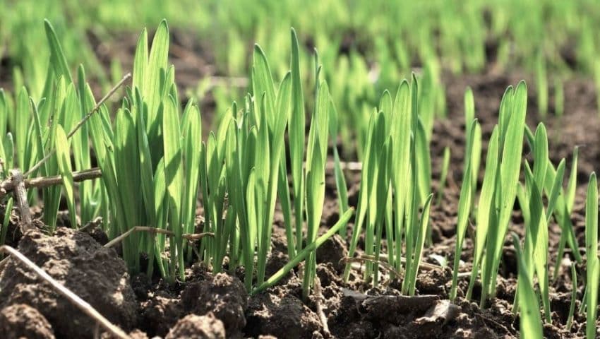 Recolta de grâu, sub semnul întrebării în unele gospodării / VIDEO