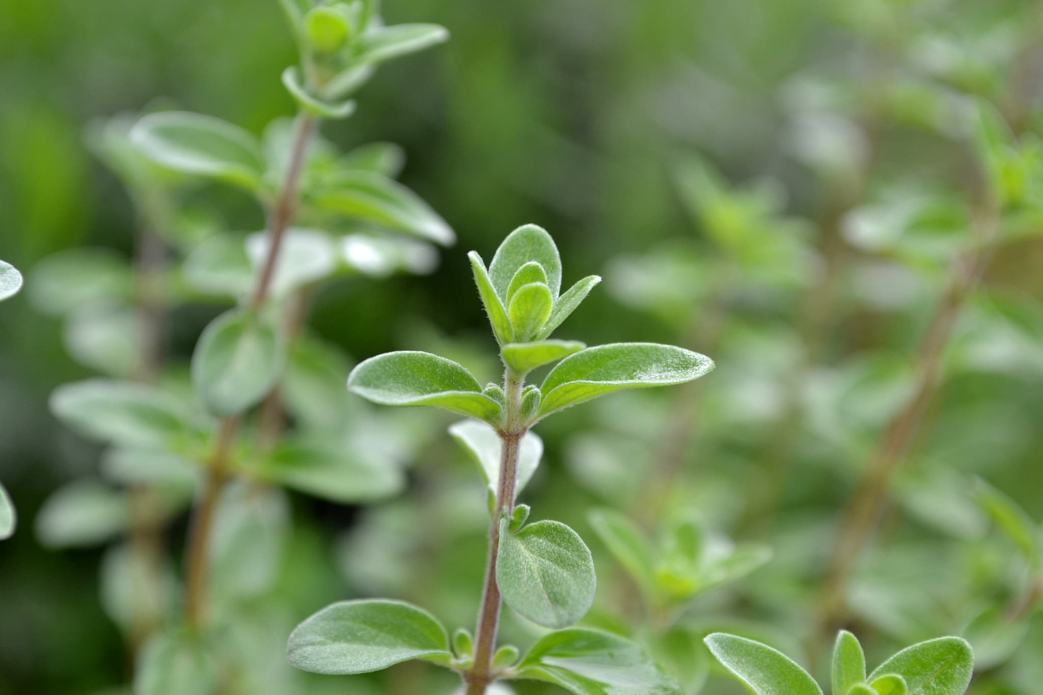 Maghiranul. Ce beneficii și contraindicații are planta aromată