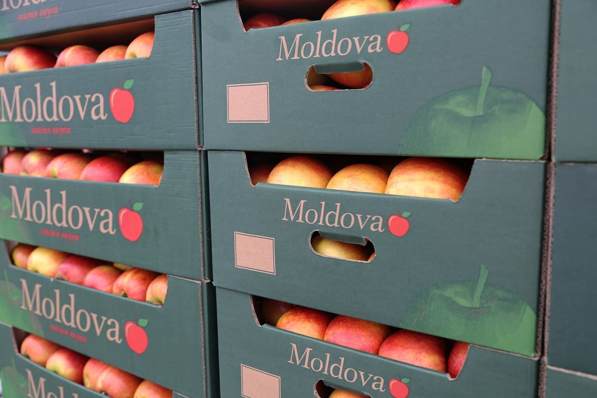 Procesare sau export? Unde vor merge merele moldovenești?