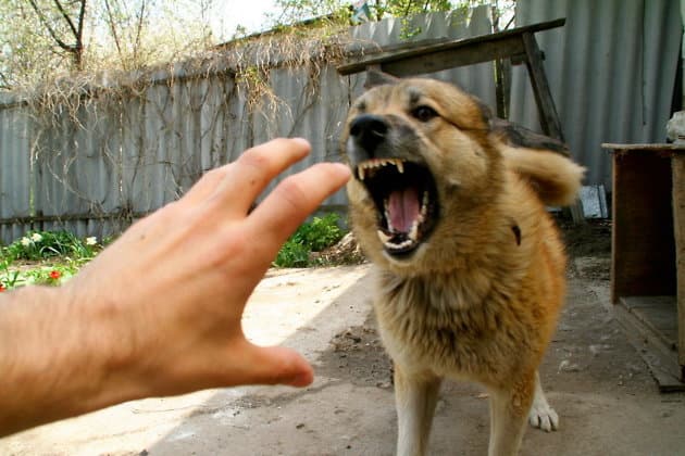 Un focar de rabie la câine a fost înregistrat în localitatea Tîrzieni din raionul Orhei