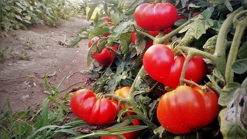 De ce tomatele din Ucraina sunt la mare căutare?