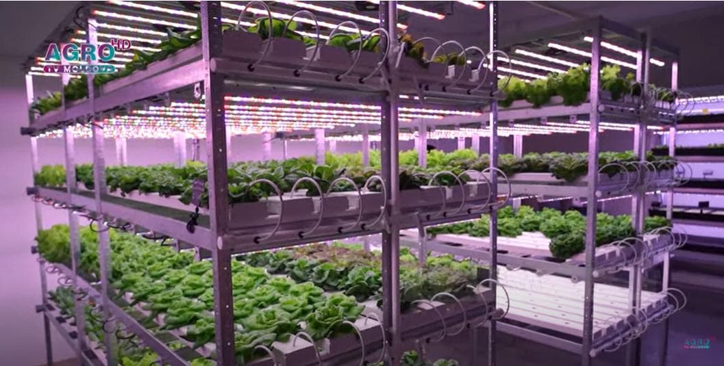 AGRI SMART – Agricultura inteligentă în cultivarea plantelor în fermele verticale