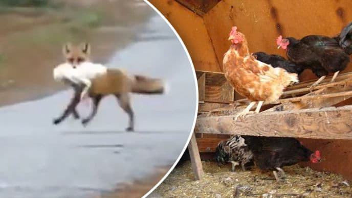 O vulpe a făcut dezastru la Râbnița: Mărturia unei pensionare