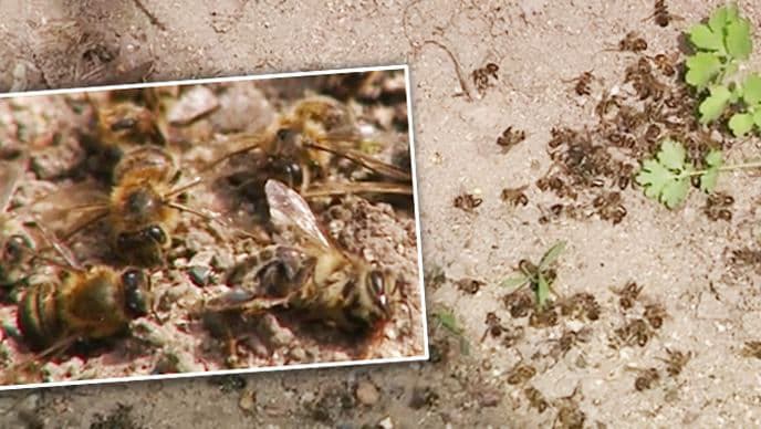 Mii de albine, găsite moarte: Mărturiile unei apicultoare