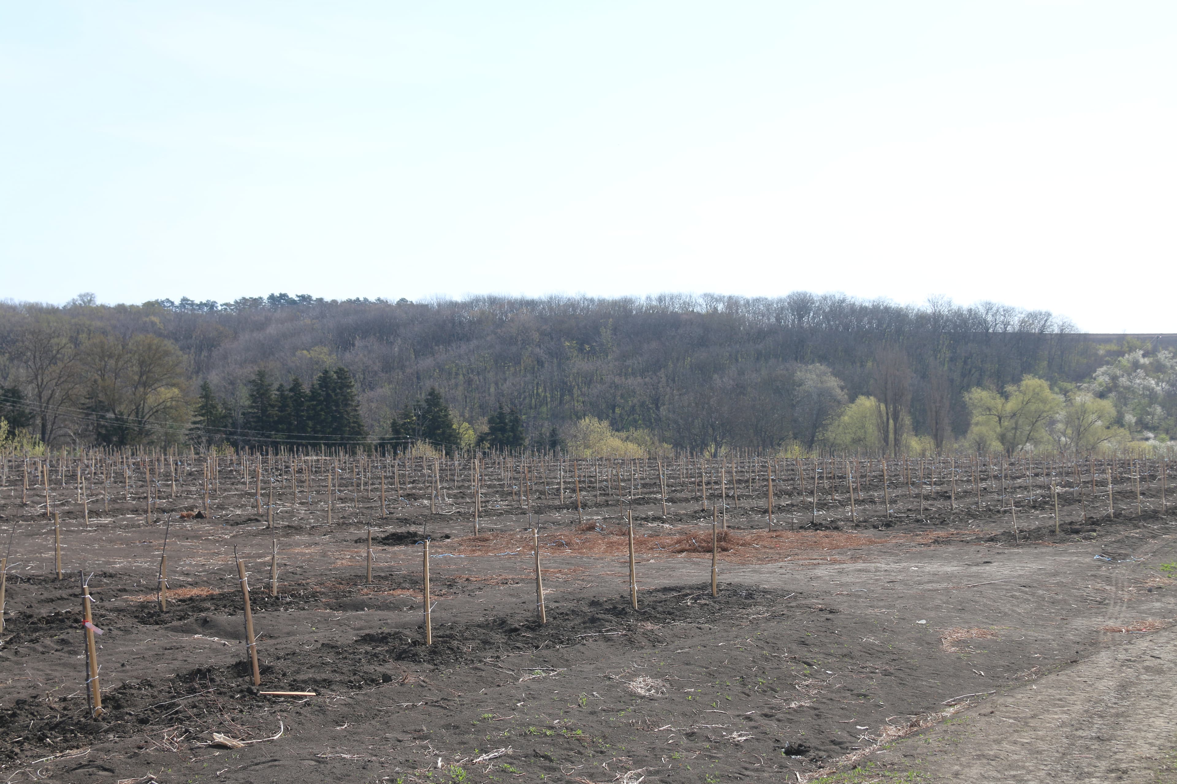 Circa 6 ha de livadă au fost plantate la Țaul