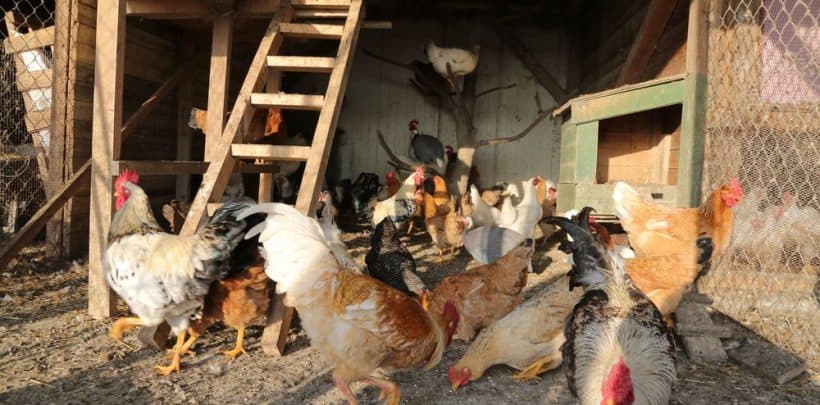 În Republica Moldova au fost depistate trei focare de gripă aviară