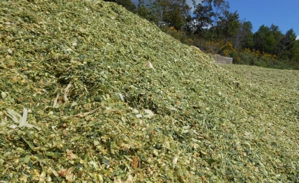 Din cauza războiului, europenii sunt obligați să importe nutreț OMG