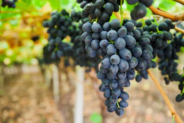 Viticultorii moldoveni mizează mai mult pe piața europeană