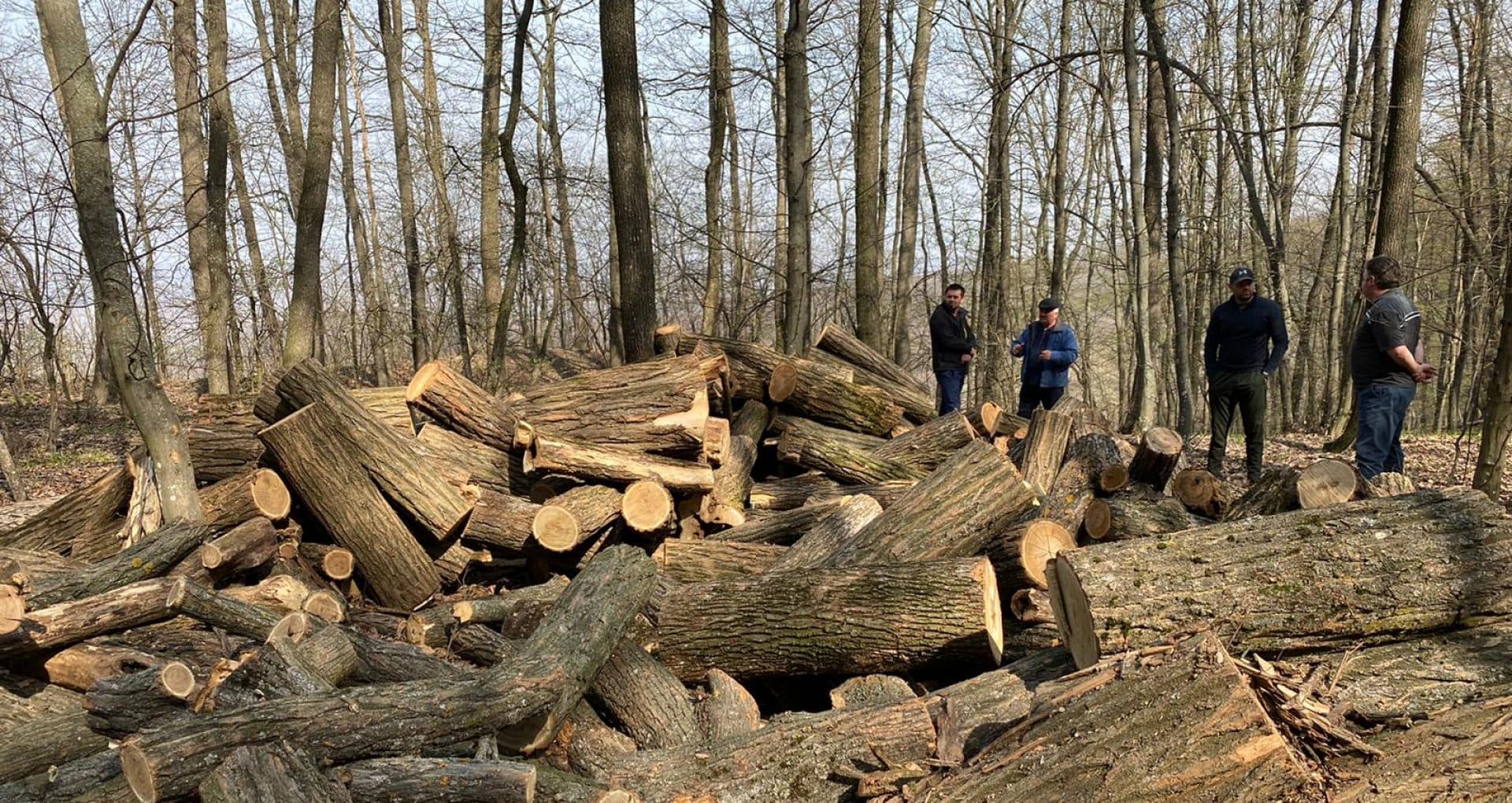 Tăieri ilegale de arbori depistate în raionul Edineț, în urma raziilor de mediu