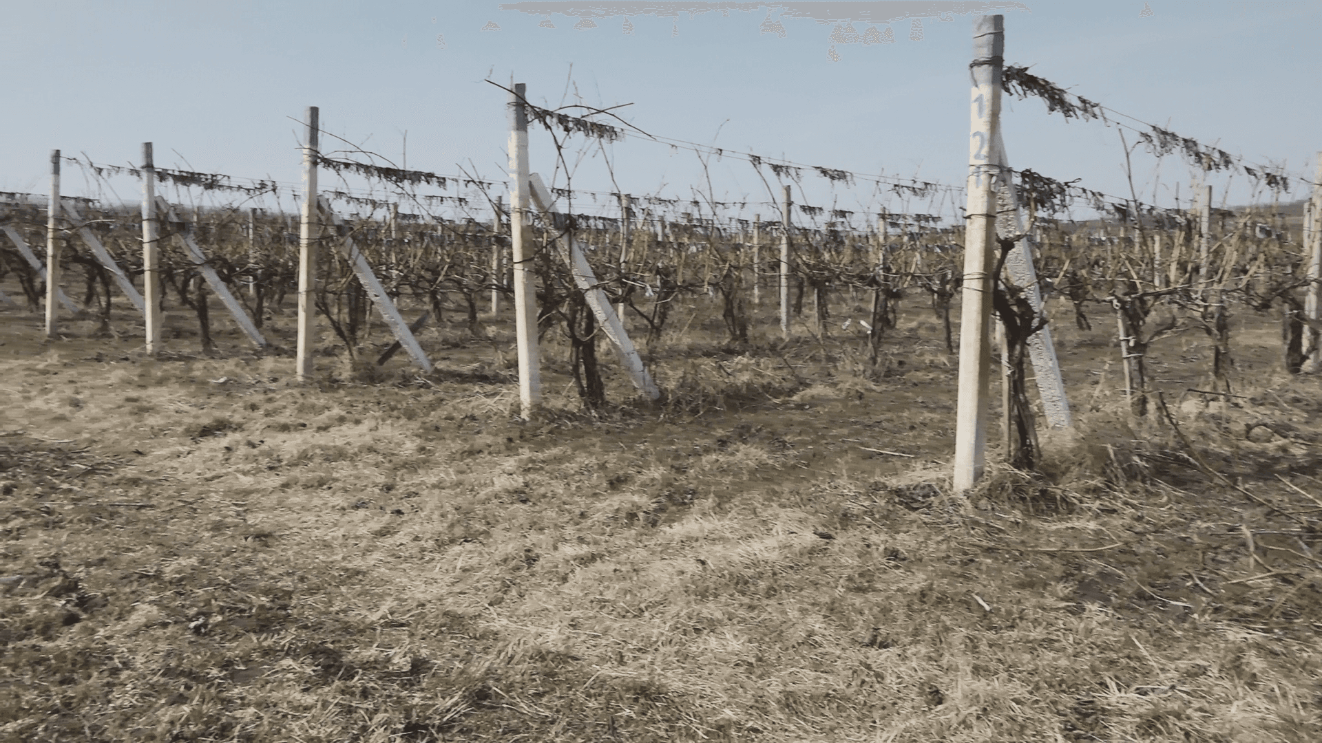 Vița-de-vie este într-o stare mai bună, după iernat, față de anul trecut