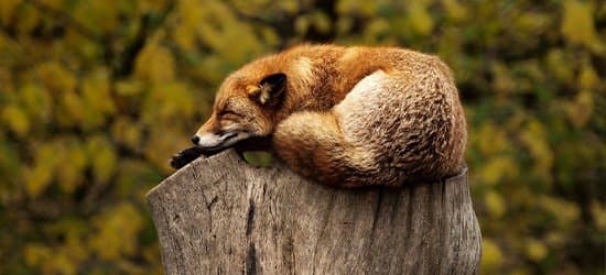 20 mai - Ziua Mondială a Biodiversității