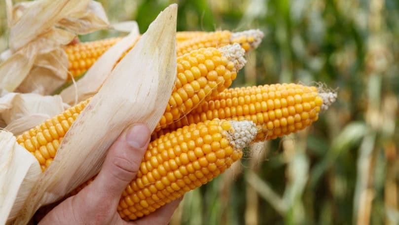TOP-10 țări producătoare de porumb în 2021