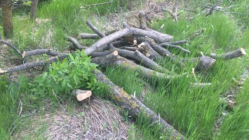 Peste 200 de frasini și salcâmi, tăiați ilegal într-o pădure din Cahul