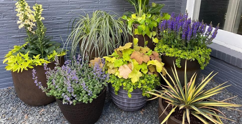Când se scot plantele afară primăvara. De la ce temperaturi