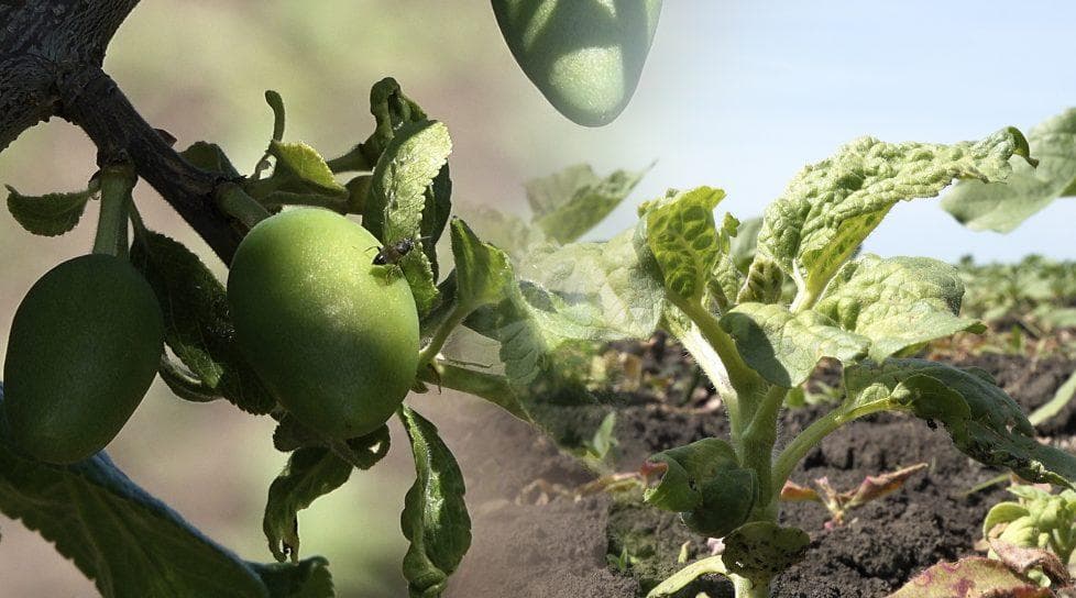 /VIDEO/ Specii de culturi agricole – atacate de boli și dăunători