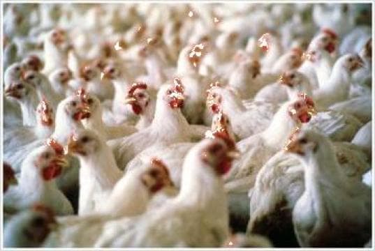 Anul acesta, oamenii cumpără mai mulți pui, față de anul trecut