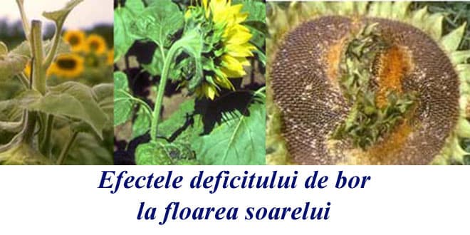 Cum influențează deficiența de bor producția de floarea-soarelui?