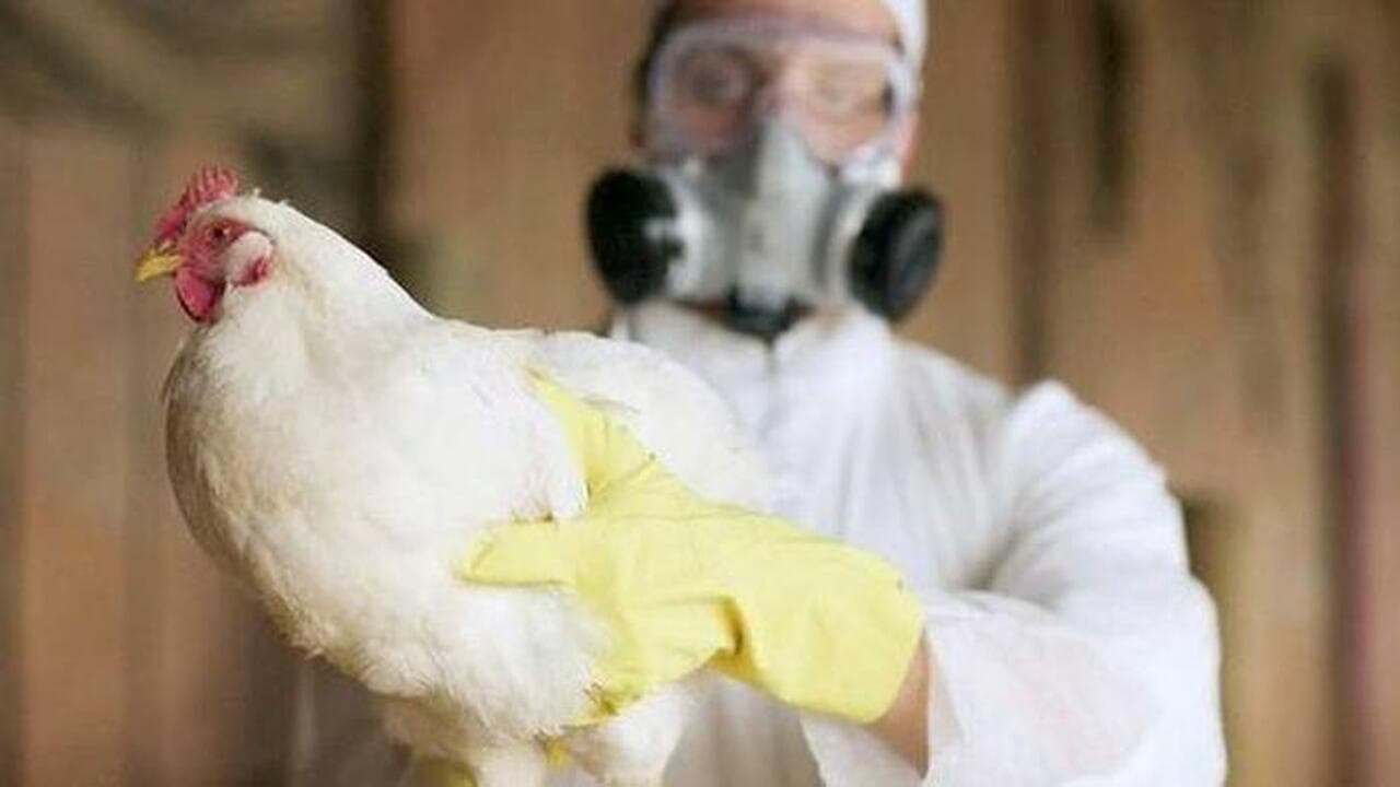 Experți: Gripa aviară ar putea provoca o pandemie mai gravă decât cea de COVID-19