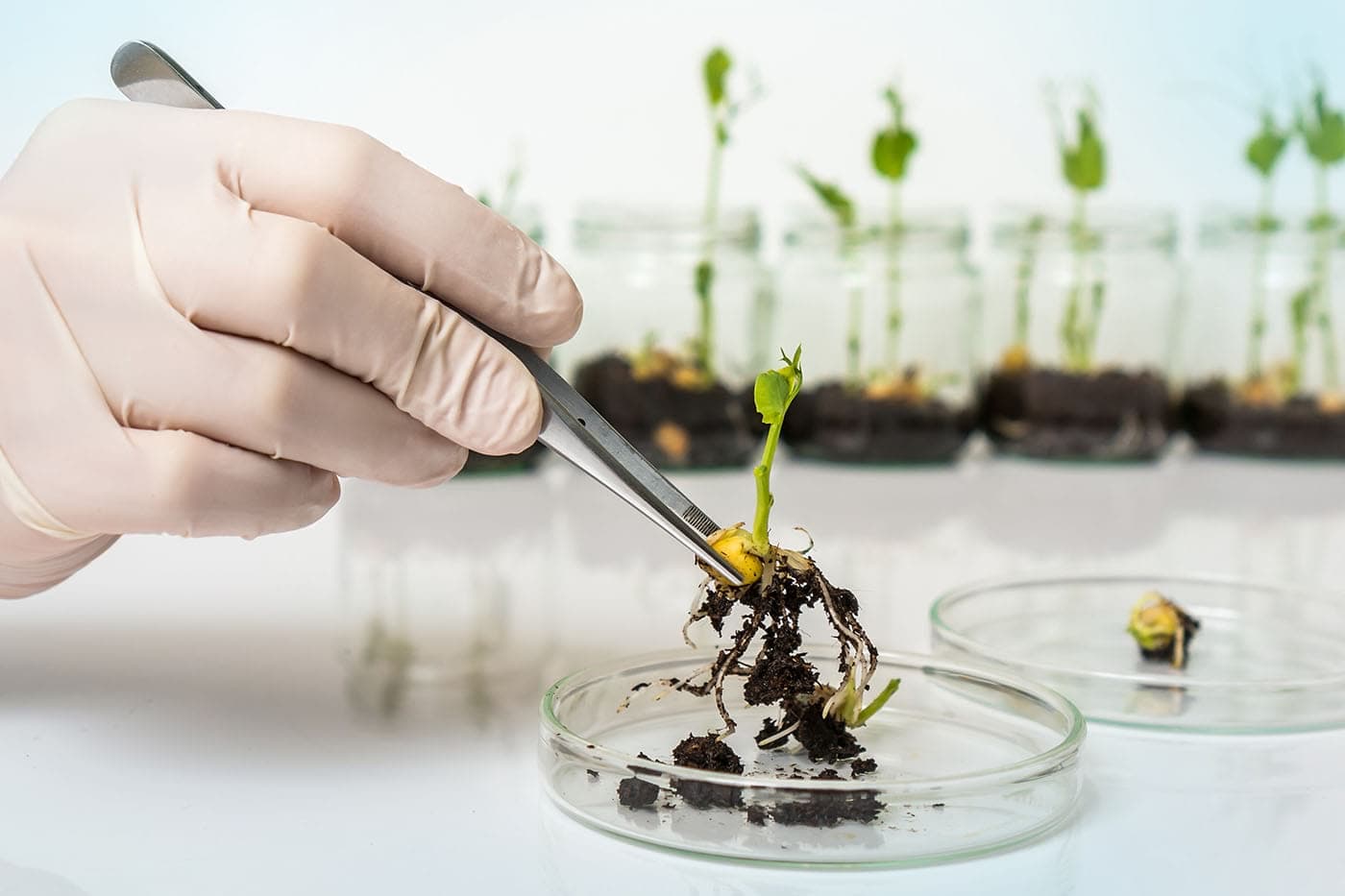 Controlului organismelor modificate genetic va fi mai strict