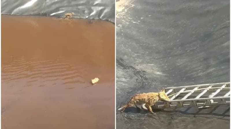 La Ungheni, au fost salvate de la înec două vulpi / VIDEO