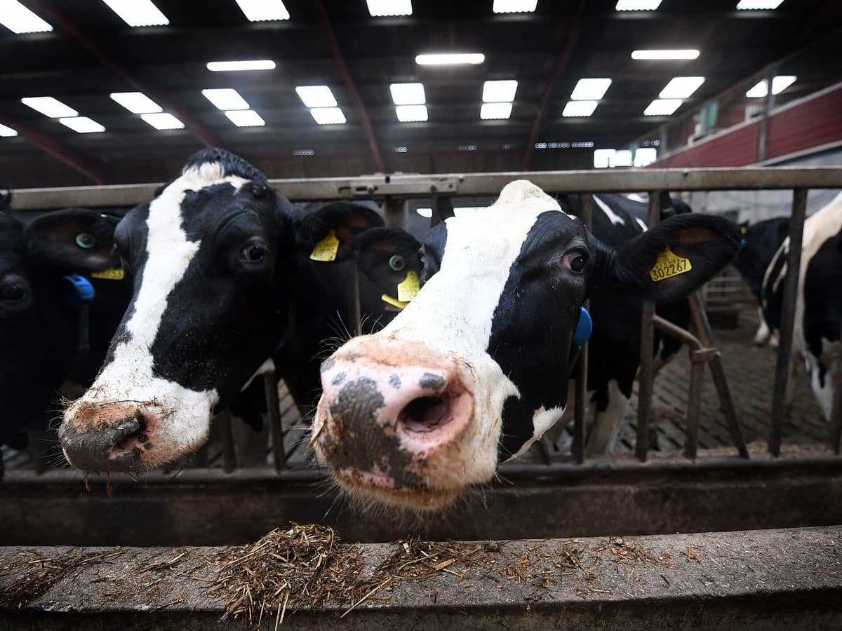 Uniunea Europeană trebuie să reducă numărul de bovine