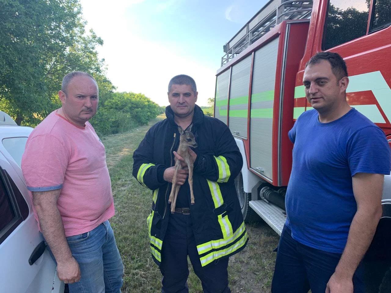 Pompierii au salvat un pui de căprioară în urma unui incendiu