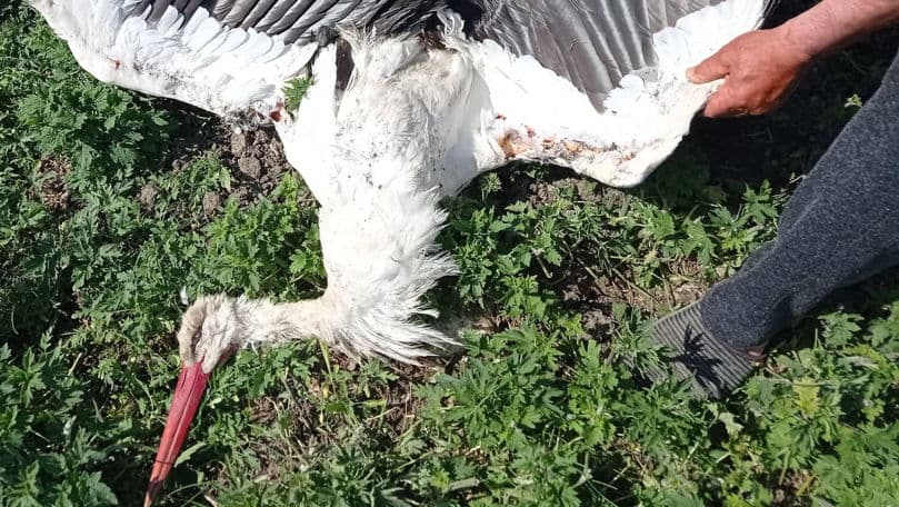 Una dintre cauzele deceselor ale cocostârcilor sunt firele electrice