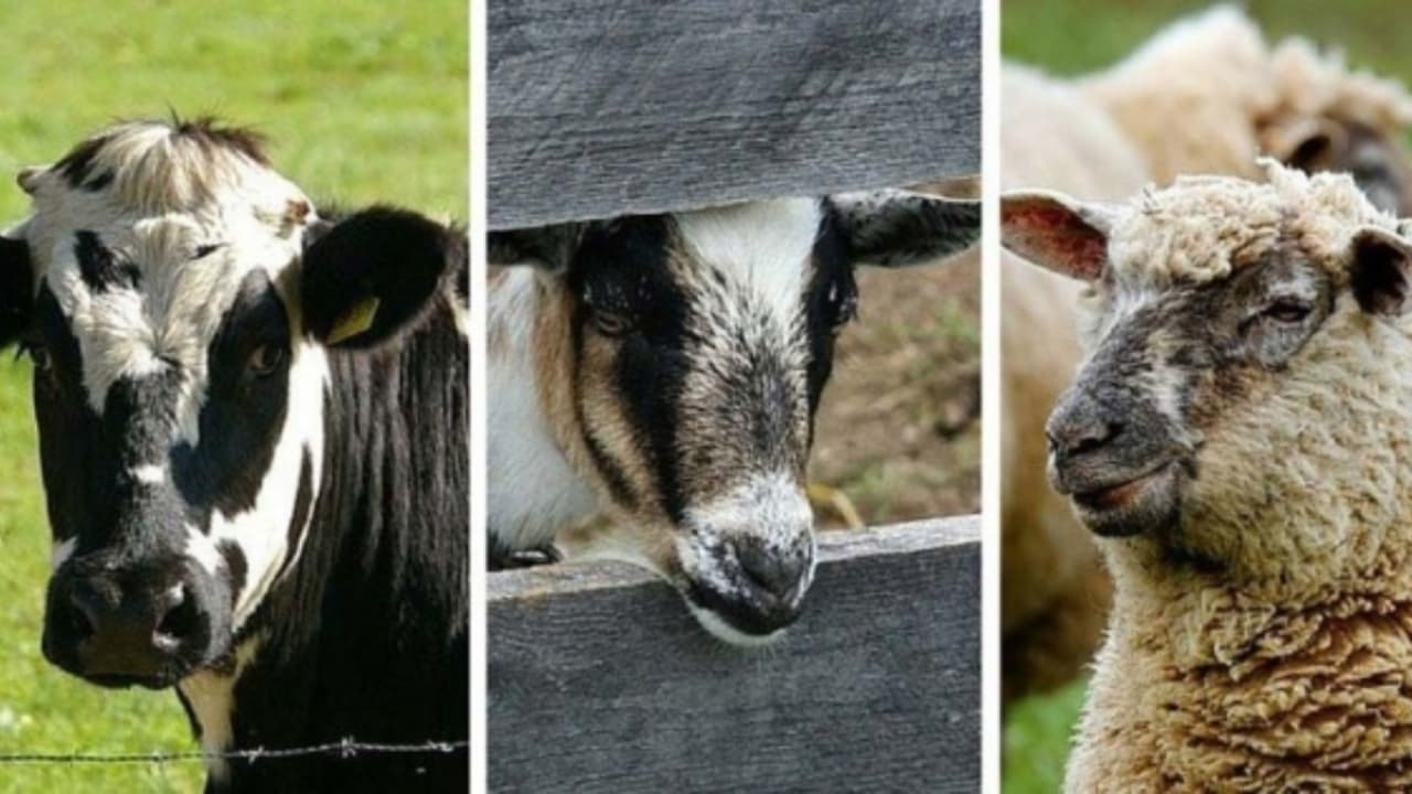 Plăți directe per cap de animal: aproape 500 de cereri depuse